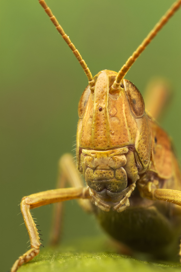 Common Field Grasshopper 6